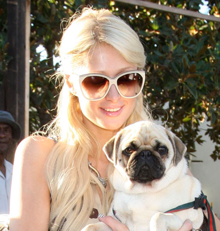 Paris Hilton carrying her Pug