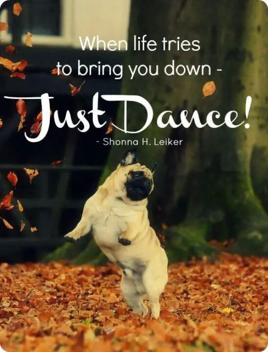 dancing pug with quote 