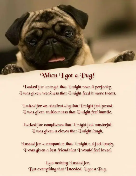 pug long quote about owning a pug.