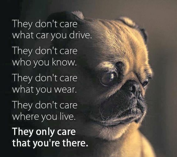 pug face picture with quote 