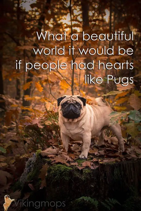 pug in the forest with quote 