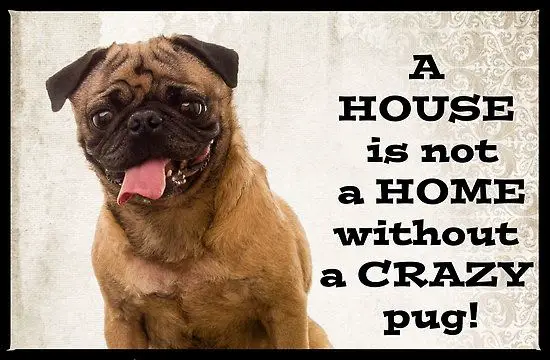 pug smiling with quote 