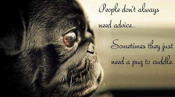 pug face with quote 