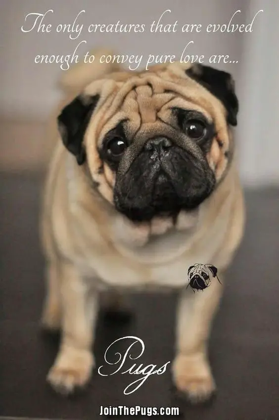sad face of pug with quote 