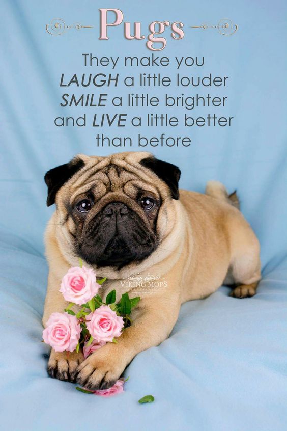 pug with pink roses and a quote 