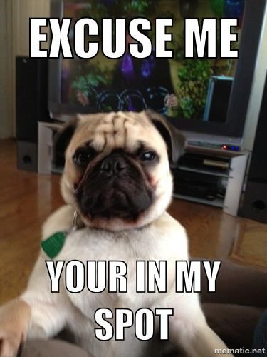 pug with serious face meme 