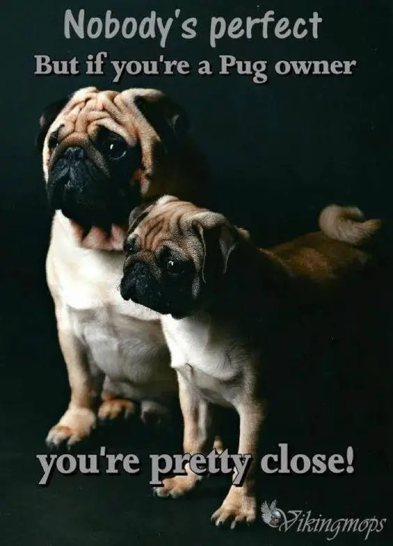 two pugs with quote 