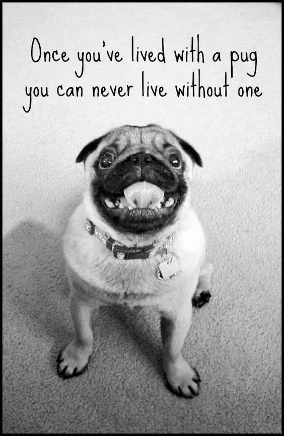 happy pug with quote 