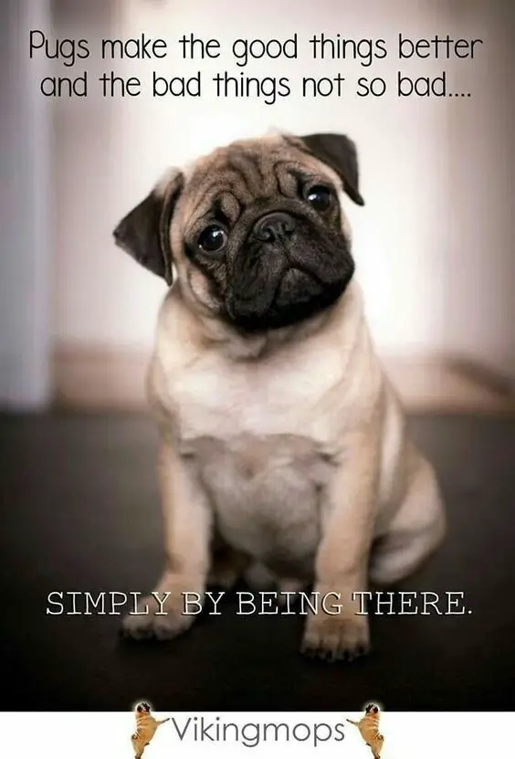 sitting pug with quote 