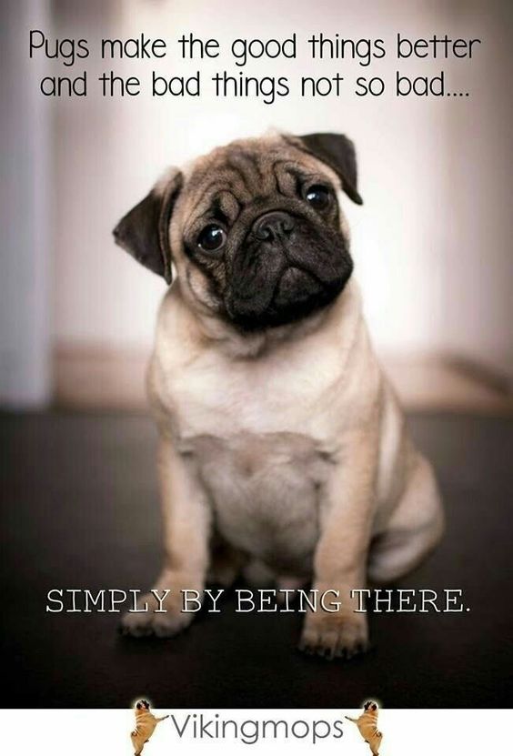 19 Inspirational Pug Quotes about Life and Love - The Paws 19 Inspirational Pug Quotes about Life and Love - The Paws