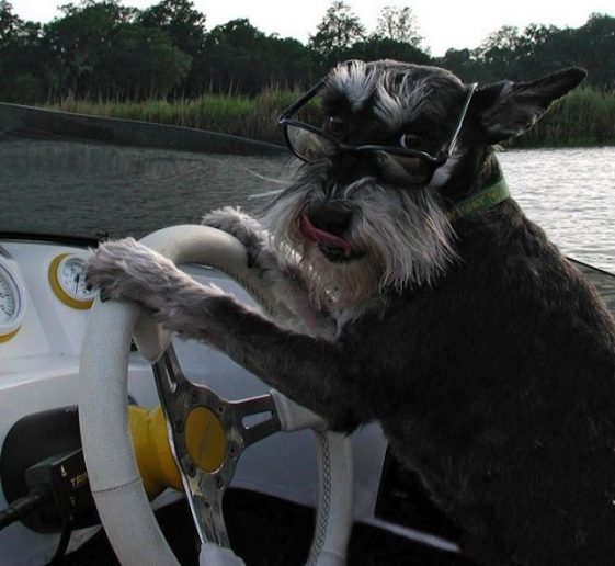 schnauzer driving a boat