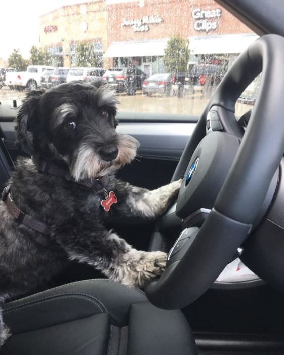 schnauzer driving