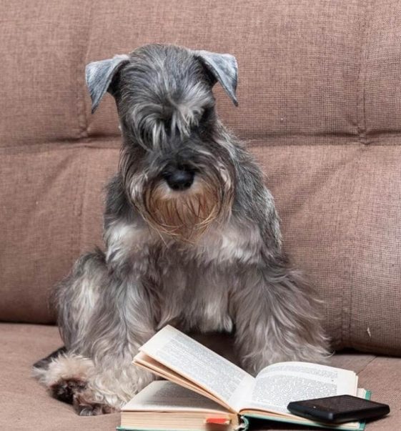 reading schanauzer in the couch