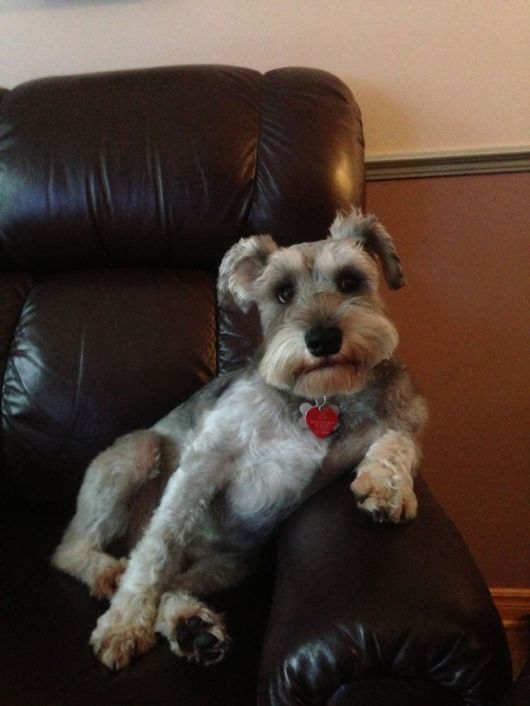 schnauzer sitting in a couch