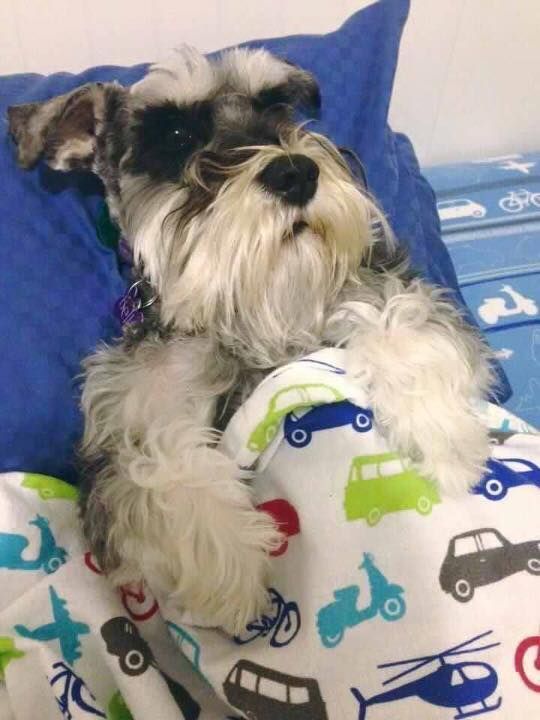 sleeping schnauzer