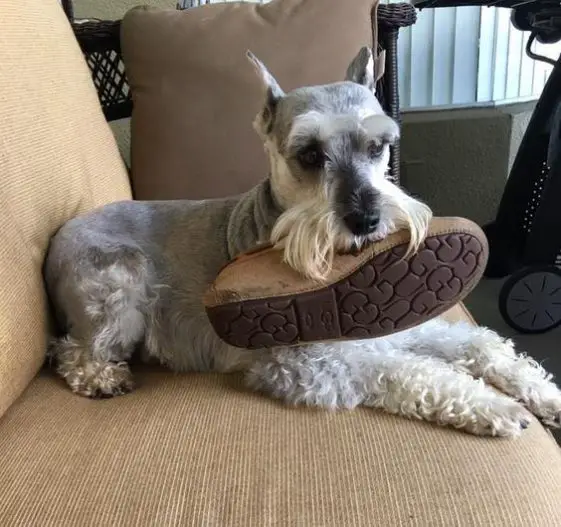 chewing shoes schnauzer