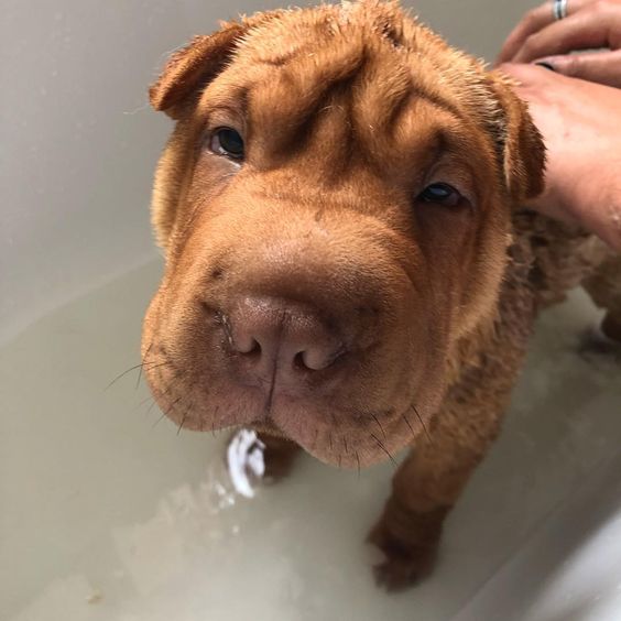 Shar Pei taking a bath in the bathtub