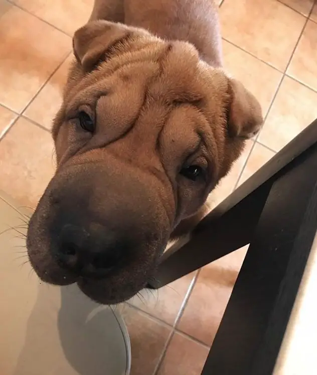 Shar-Pei staring up beside the table with its begging face