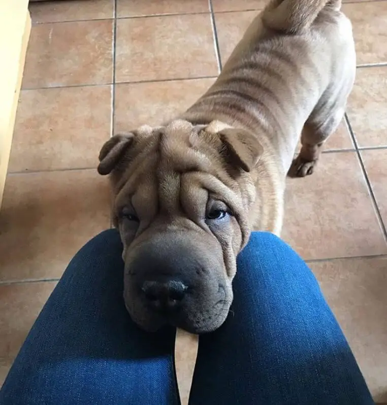Shar-Pei on the floor with its face in between the kneed of a lady