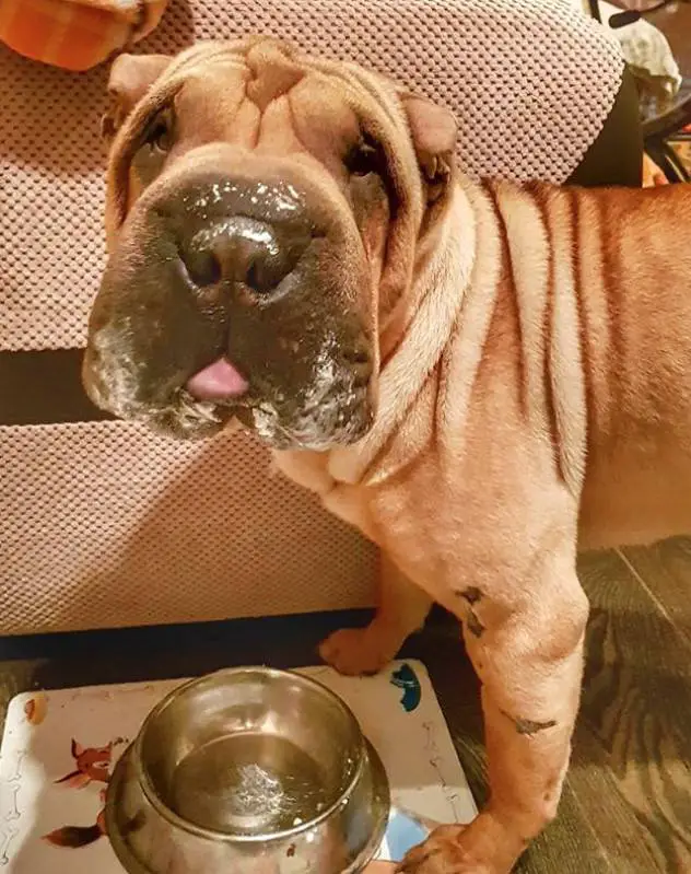 Shar-Pei with smudge food in its mouth after eating