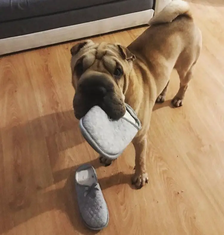 Shar-Pei on the floor while looking up with a slipper in its mouth