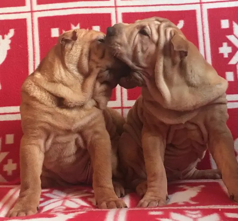 Shar-Pei puppies biting each other's mouths