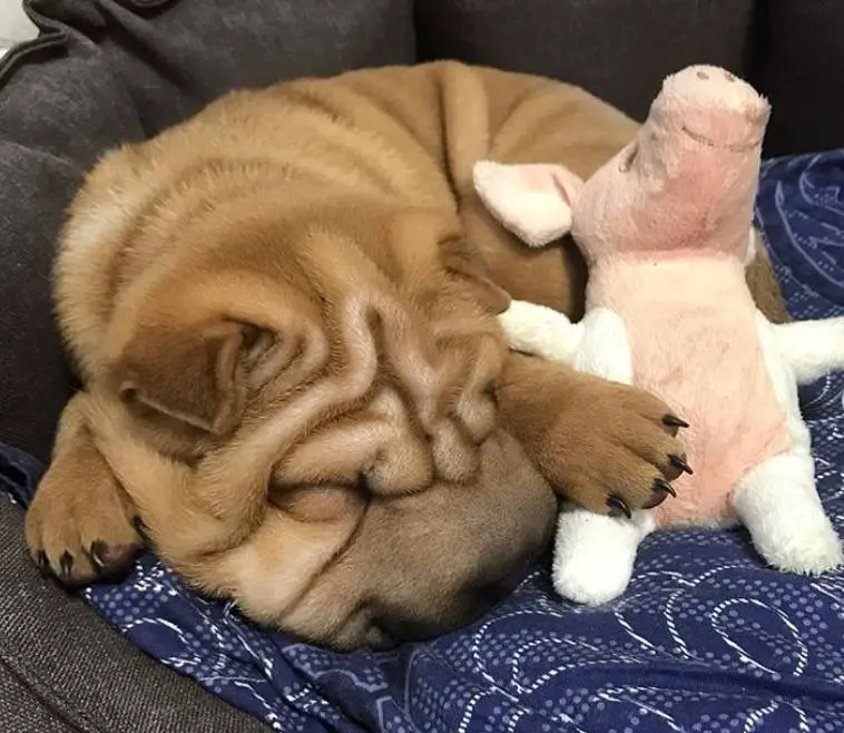 Shar-Pei curled up sleeping in his bed with his pig stuffed toy