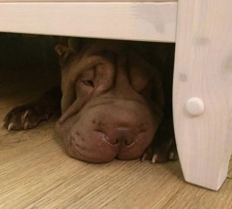 Shar-Pei lying down under the cabinet