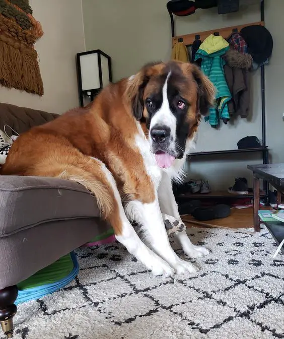 St Bernard dog sitting on the couch