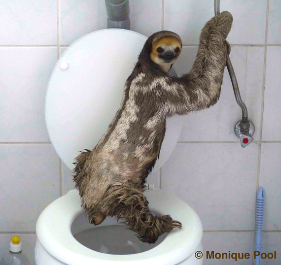 Sloth standing on the bathroom bowl