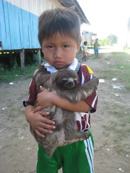 a kid holding a sloth