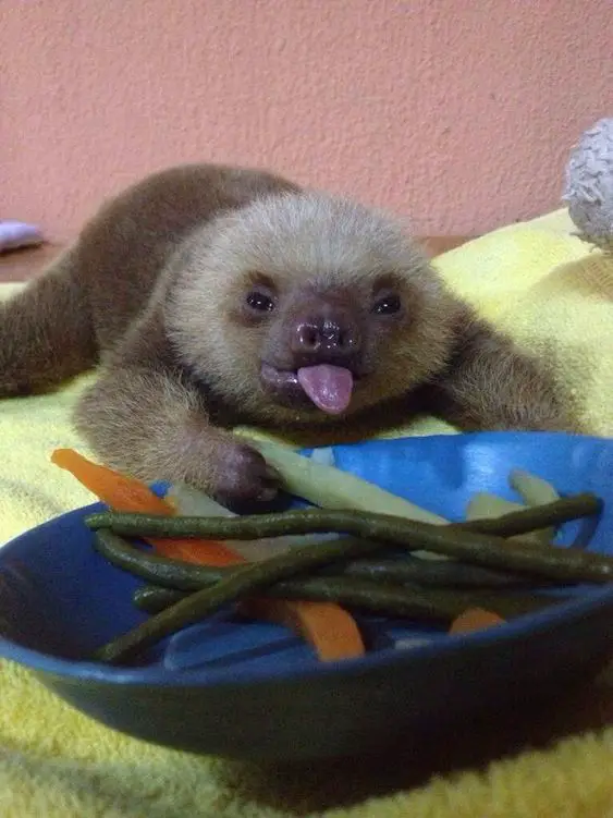 a sloth sticking its tongue out