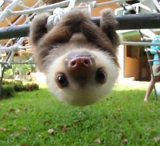 little Sloth hanging upside down