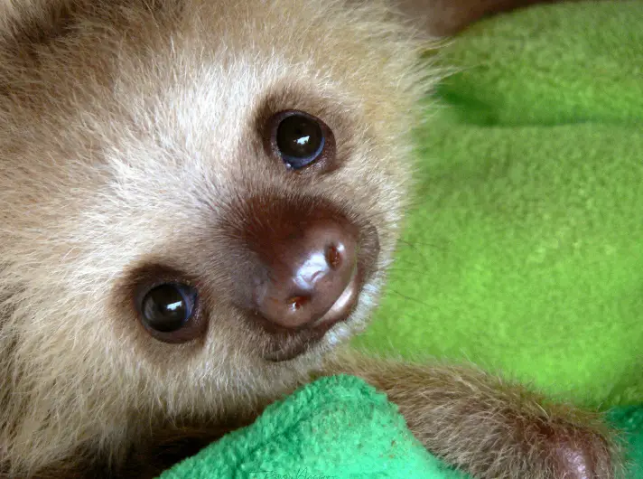 cute smiling Sloth