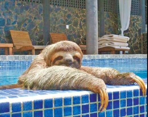 Sloth in the pool
