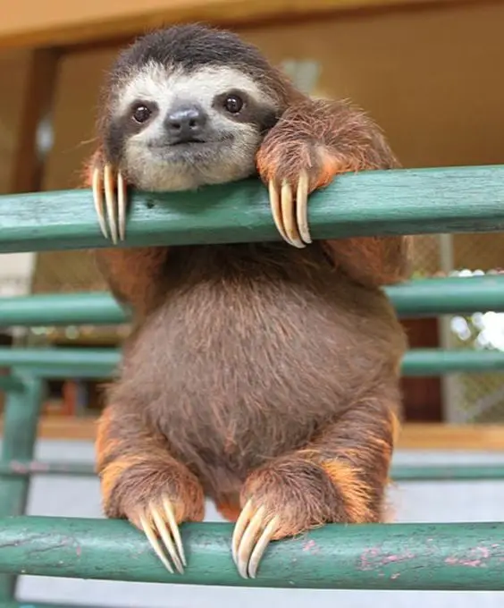 Sloth sitting on a fence