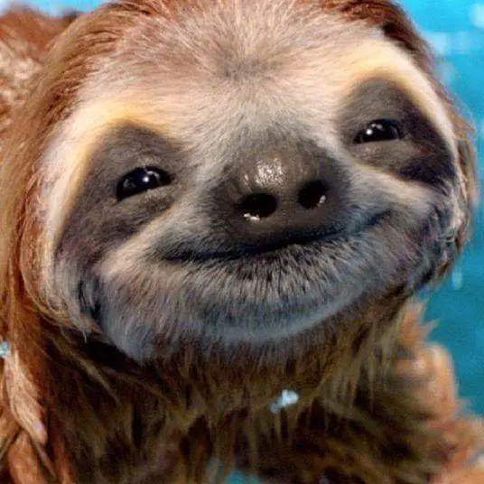 smiling Sloth
