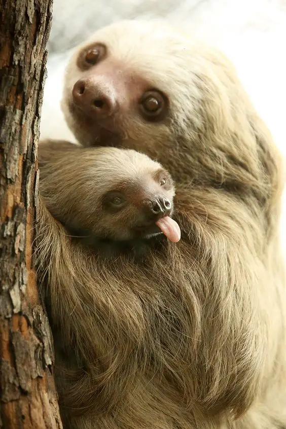 sloth mama carrying a sloth baby sticking its tongue out
