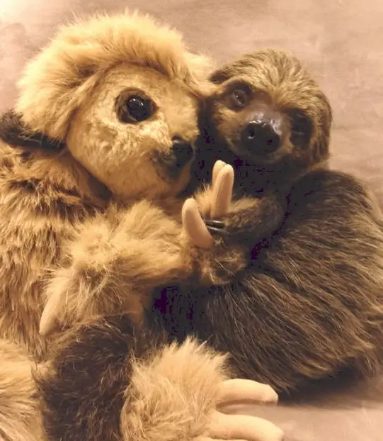 Sloth with a sloth stuffed toy