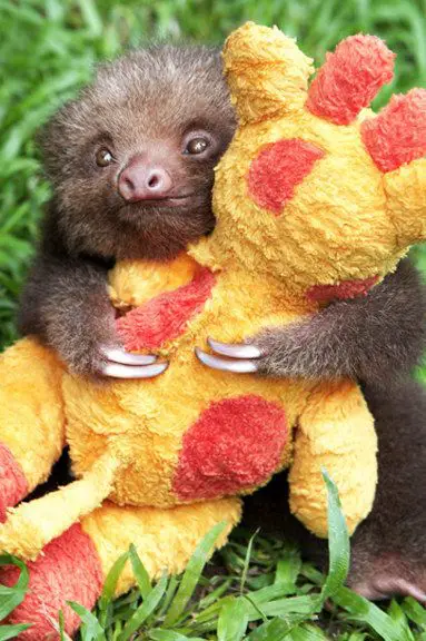 smiling sloth hugging a stuffed toy