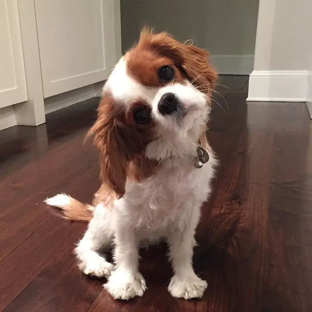 Cavalier King Charles Spaniel puppy tilting its head