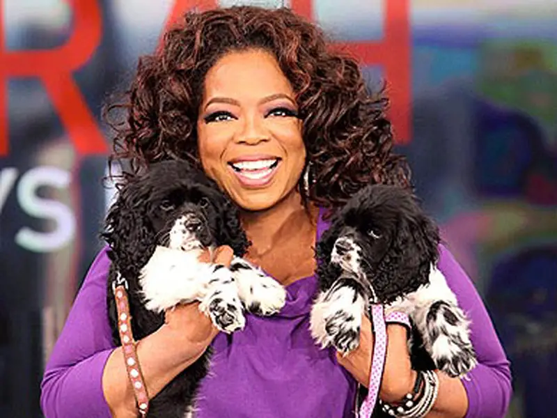 Oprah Winfrey holding her two Springer Spaniel puppies