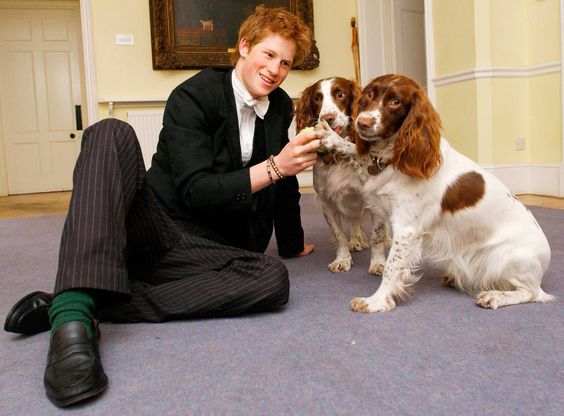 Prince Harry sitting on the floor with his two Springer Spaniels