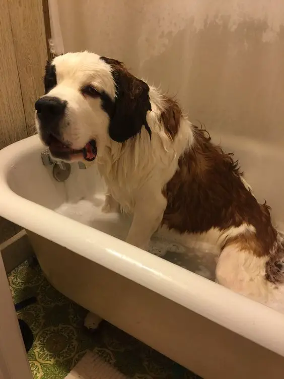 St Bernard dog in the bathtub filled with water