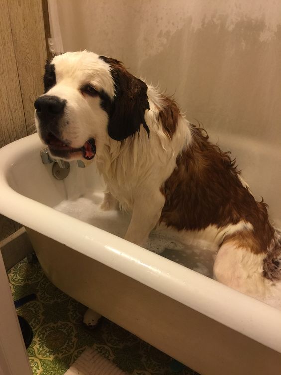 St Bernard in the bathtub