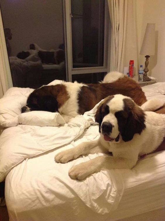 two St Bernard dogs lying on top of the bed