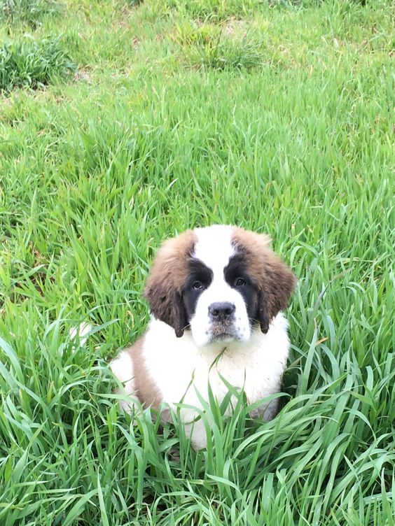 St Bernard sitting on the green grass