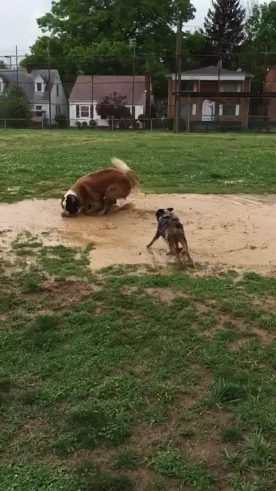 St. Bernard playing in the mud