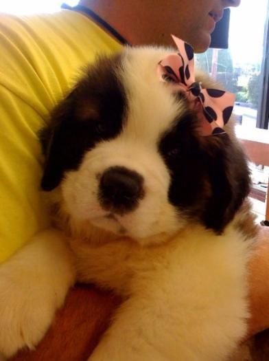 St Bernard puppy wearing a pink pulka dots ribbon on its head