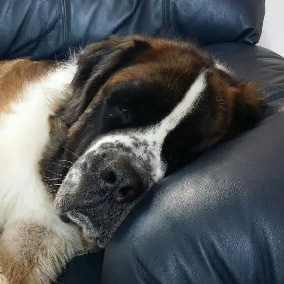 St Bernard dog sleeping on the couch